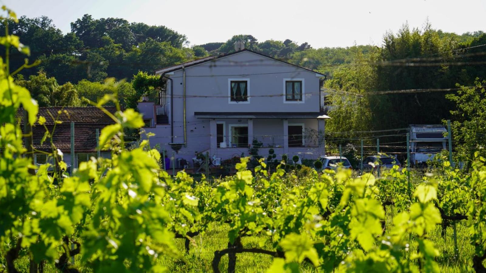 Bed and Breakfast Wine House à Capannori Extérieur photo