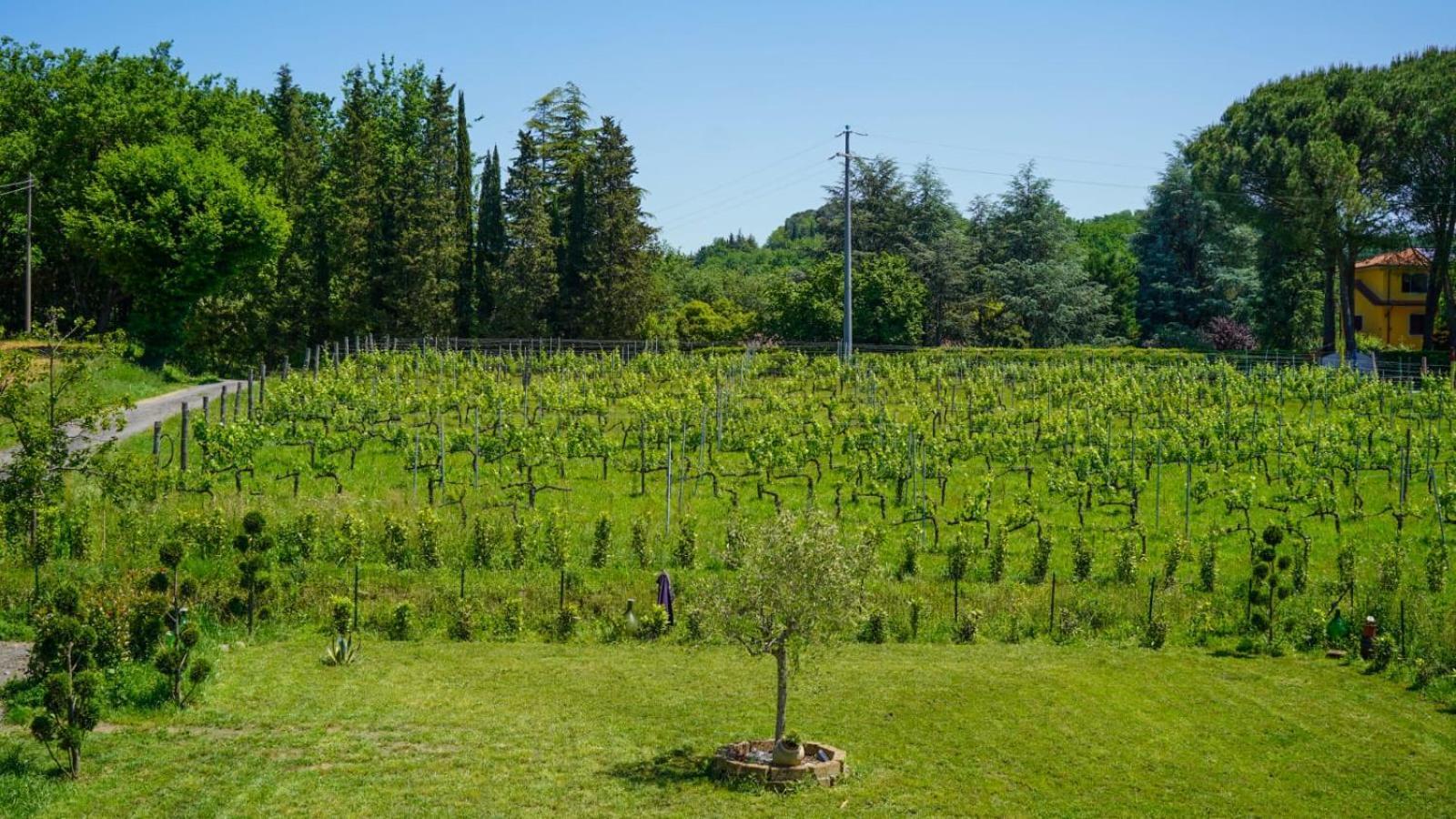 Bed and Breakfast Wine House à Capannori Extérieur photo